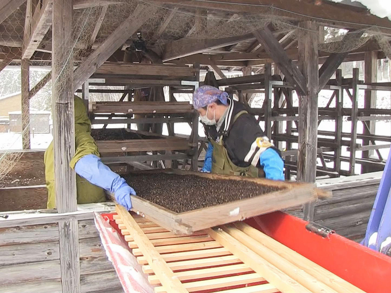 高山市荘川町の特産品「寒ざらしそば」のソバの実を寒風にさらす棚干し作業が始まりま...