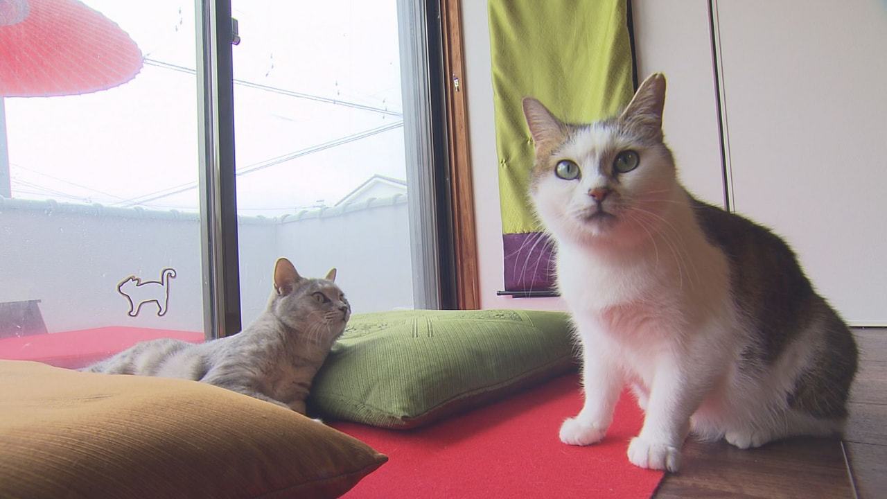 障がい者の就労支援と猫の保護活動を同時に進める「猫カフェ」が1日、岐阜市にオープ...