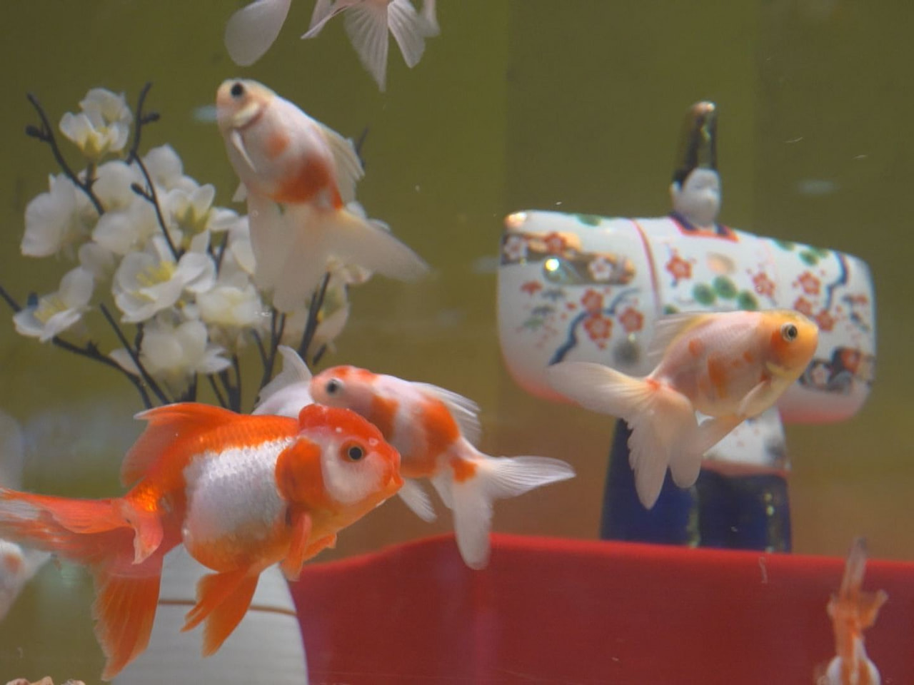桃の節句に合わせ、各務原市の水族館では金魚が優雅に泳ぐひなまつりをテーマにした水...