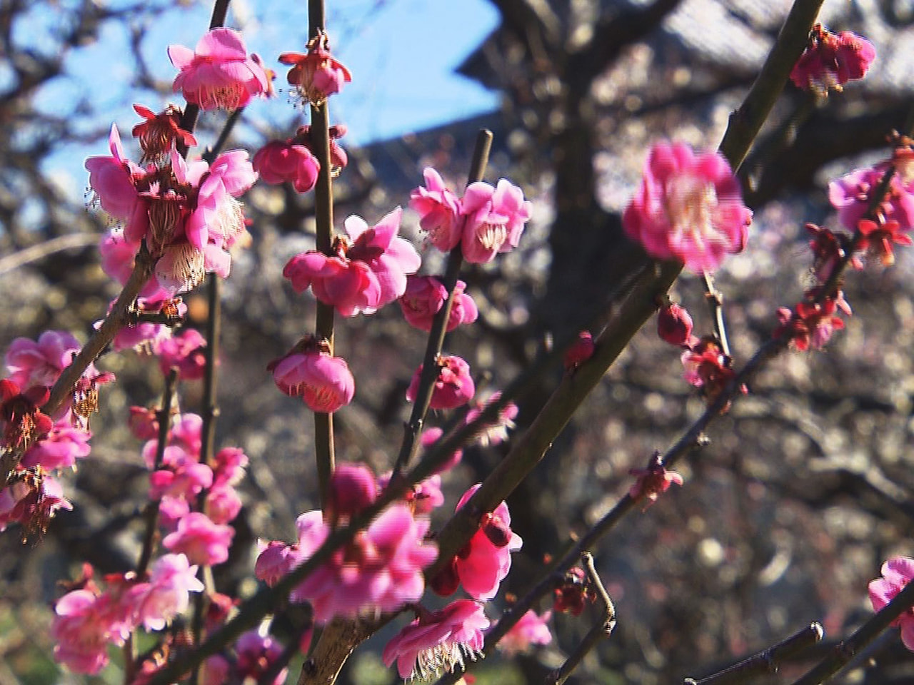 きれいに咲き誇る梅の花が春の訪れを感じさせます。 梅の名所として知られる安八郡安...