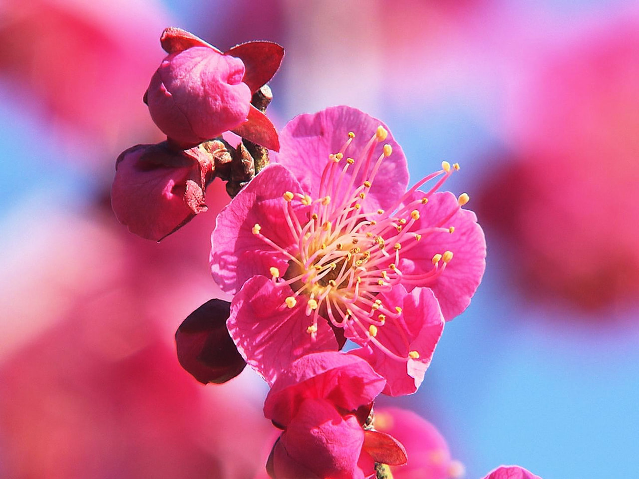 安八郡安八町の観光名所「安八百梅園」で梅の花が見ごろを迎え春の訪れを告げています...