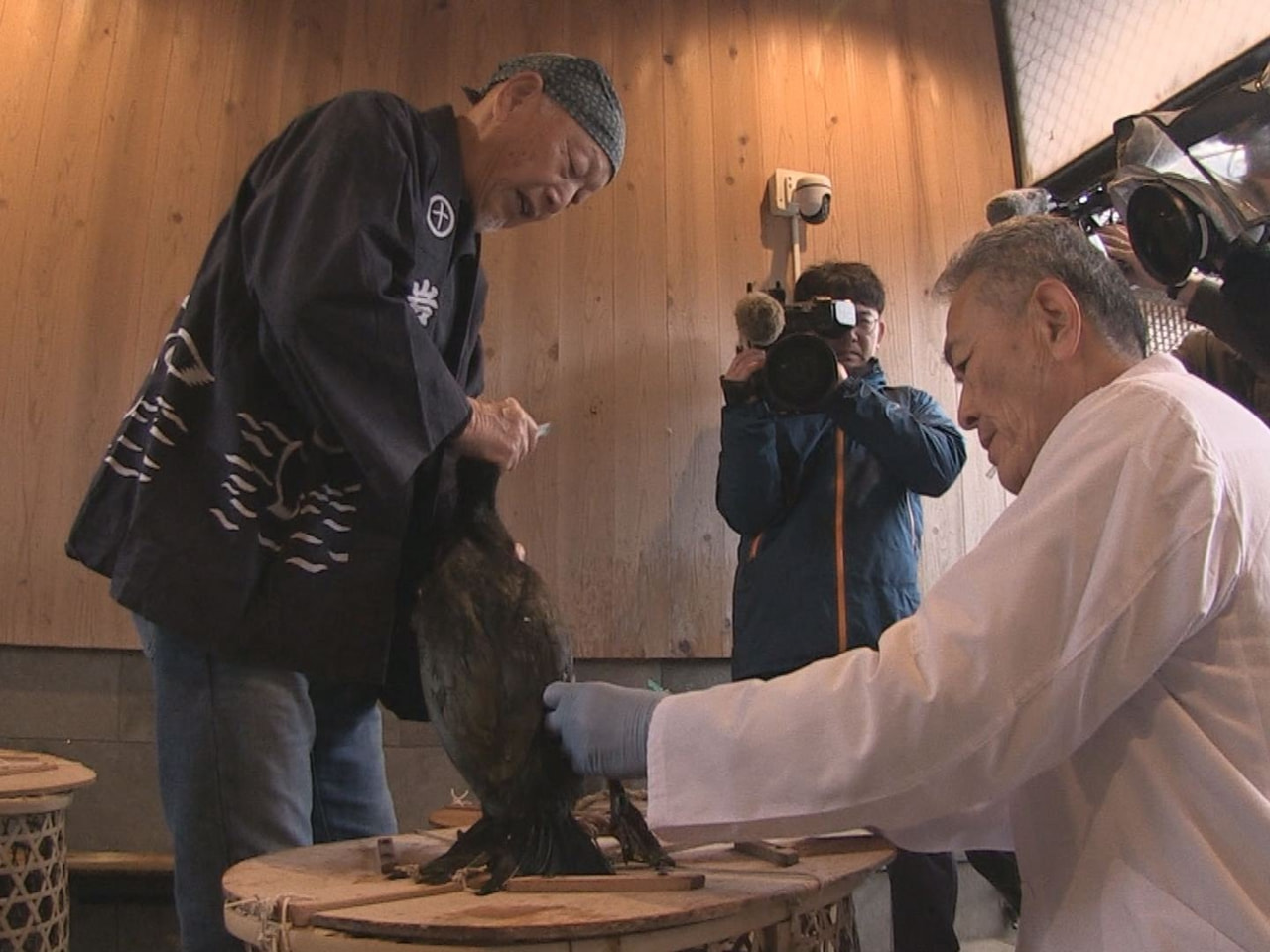 ５月に開幕する岐阜県関市の「小瀬鵜飼」で活躍する鵜の予防接種が３日、市内の鵜匠宅...