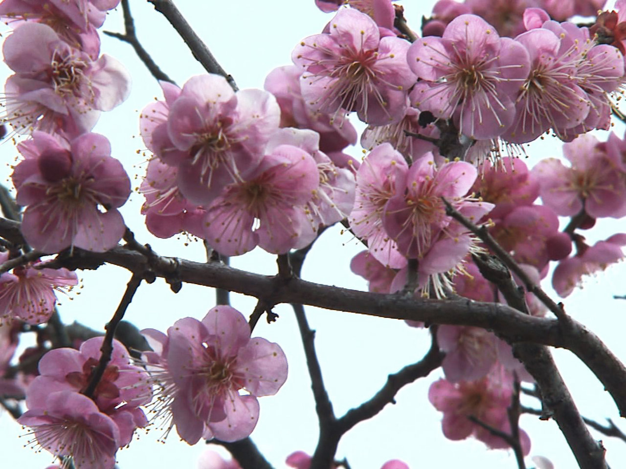 岐阜市で梅の花が見ごろを迎えています。 岐阜市の梅林公園の敷地内には約５０種類、...