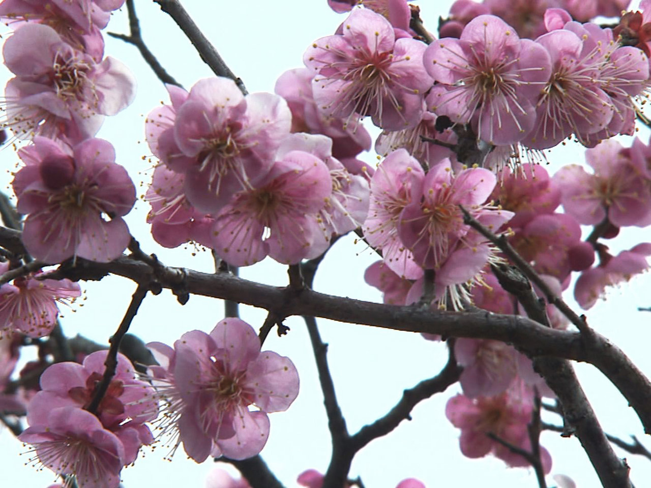 岐阜市で梅の花が見ごろを迎えています。 岐阜市の梅林公園の敷地内には約50種類、...