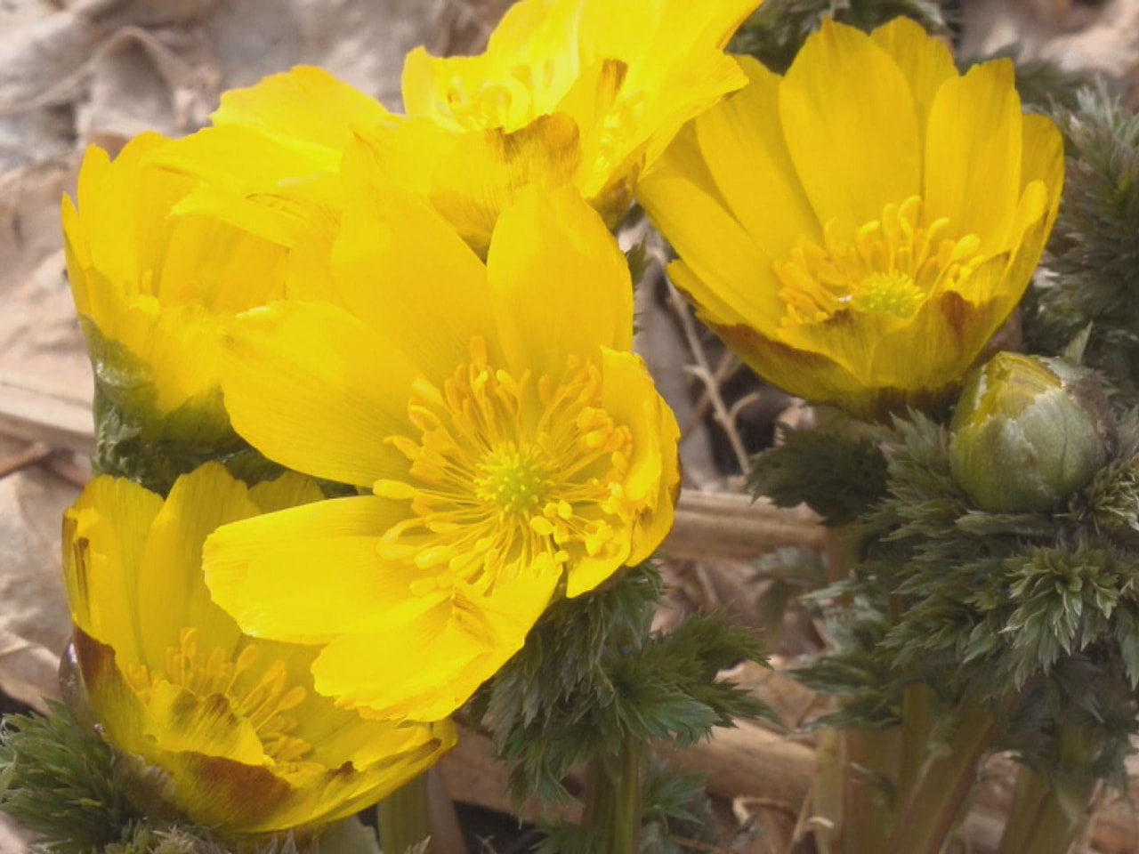 飛騨地方に春の訪れを告げるフクジュソウの花が高山市丹生川町の群生地で咲き始めまし...