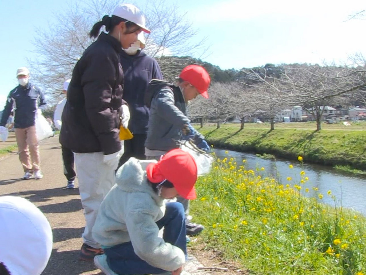 これからシーズンを迎える山県市の桜並木をきれいにしようと、地元の児童らが２１日、...