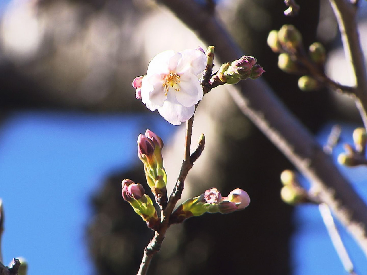 岐阜県内多くの所で４月上旬並みの暖かさとなった２７日、岐阜地方気象台は、岐阜市で...