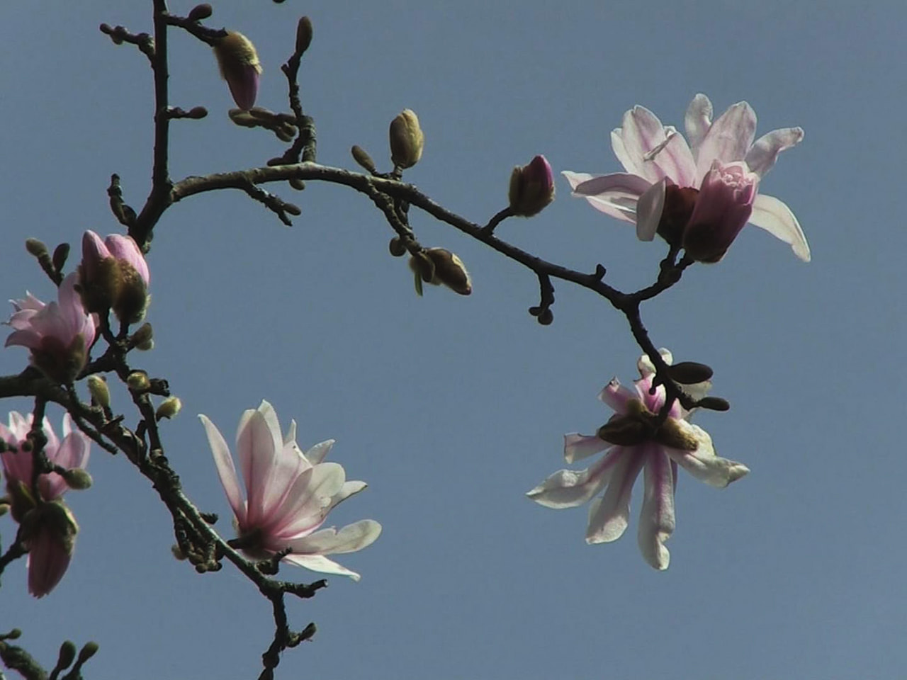 白や淡いピンクの可憐な花を咲かせるシデコブシが、中津川市の群生地で咲き始めました...