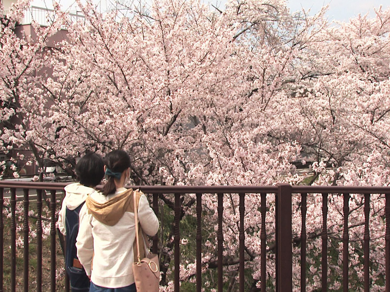 県内では桜が続々と満開を迎えています。 各務原市の新境川周辺では、桜が見ごろを迎...