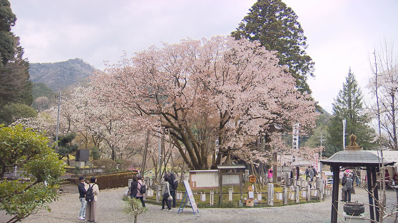 見頃を迎えた国指定天然記念物「中将姫誓願桜」をめでる観桜会が3日、岐阜市で開かれ...