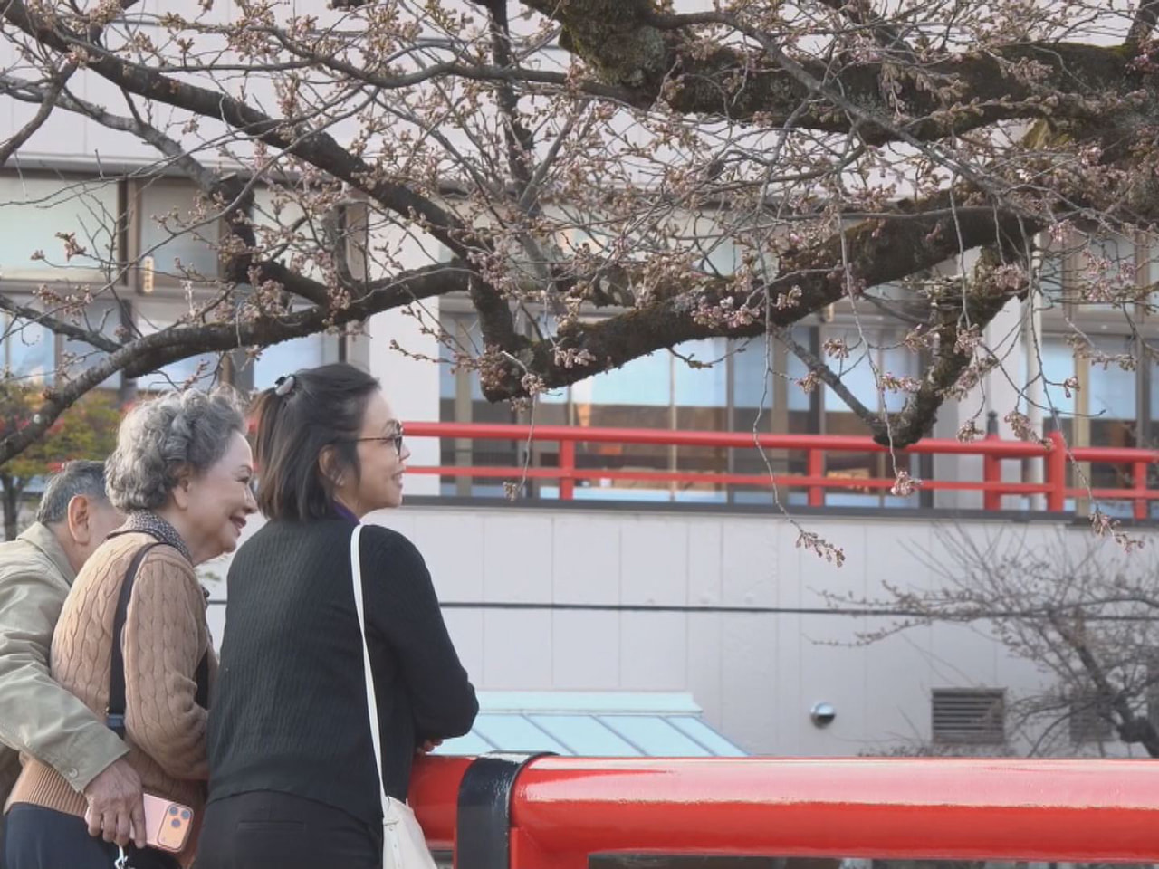 高山市中心市街地の中橋のたもとにあるソメイヨシノの基準木が３日、開花しました。去...