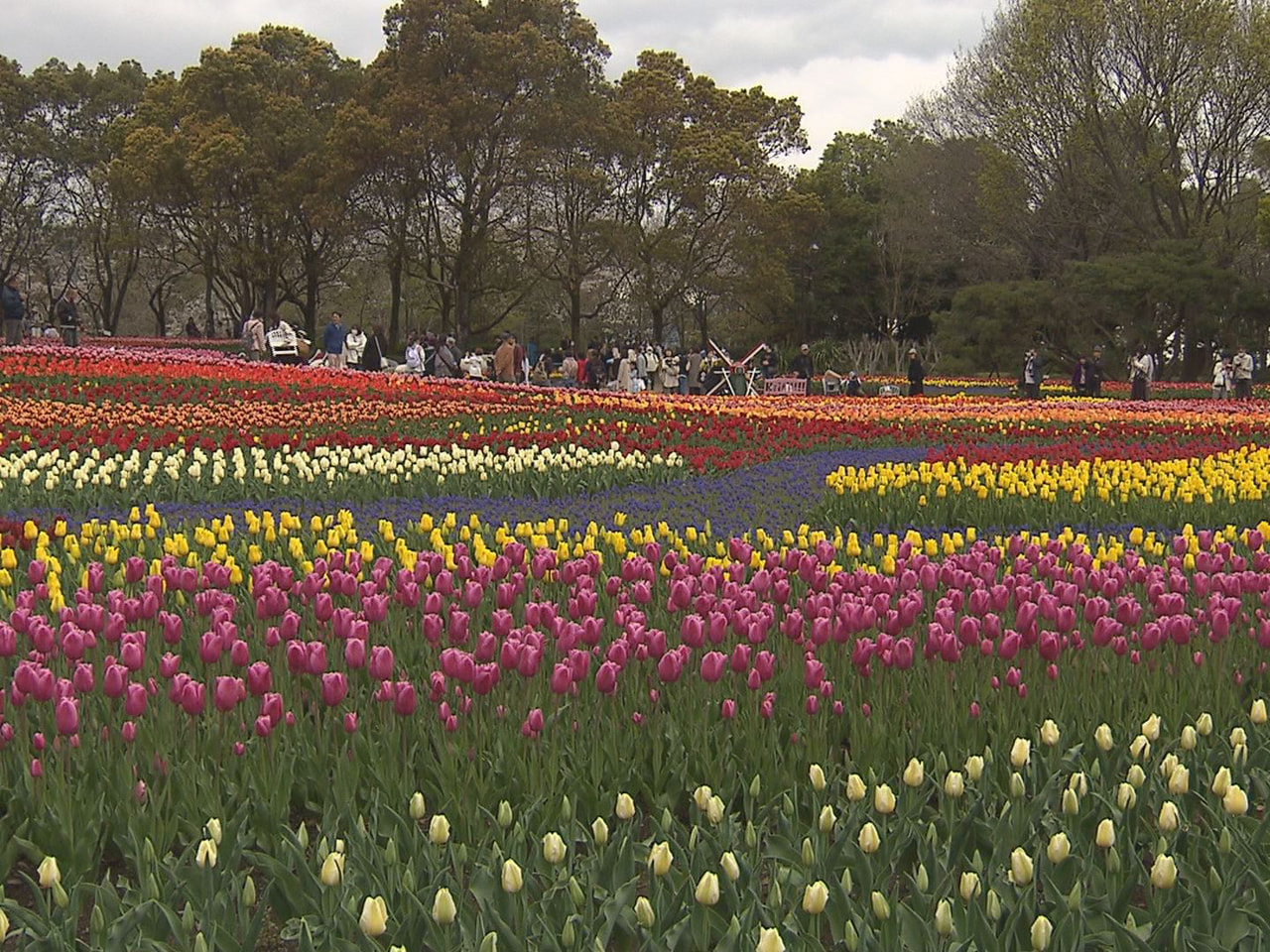 海津市の木曽三川公園センターで、色とりどりに咲き誇るチューリップが見頃を迎えてい...