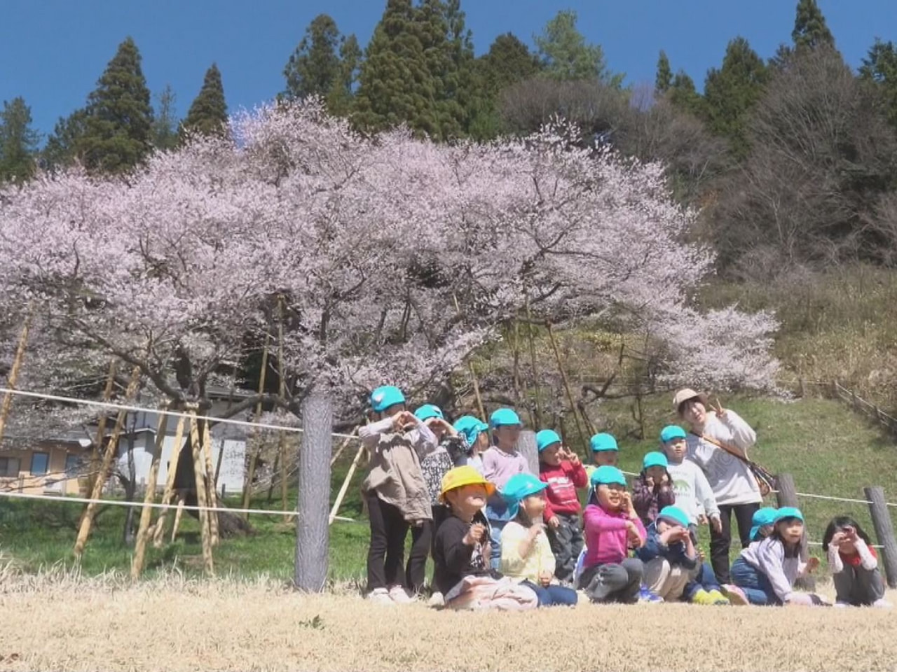 高山市一之宮町にある国の天然記念物「臥龍桜」が見ごろを迎え、県内外から訪れた観光...