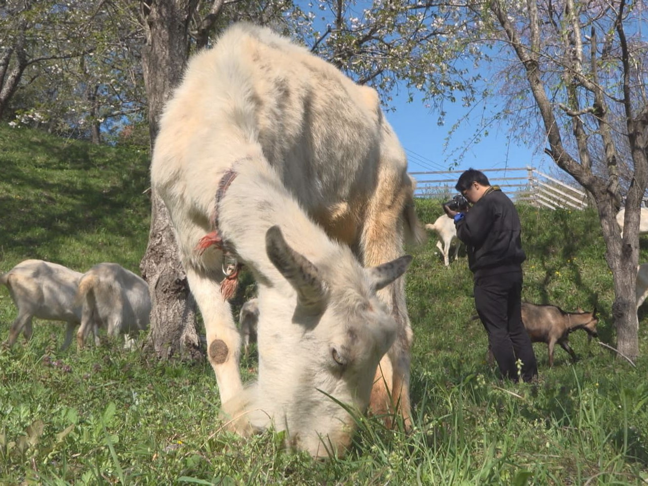 緑地斜面などで雑草を食べて除草を行い、市民にも親しまれる美濃加茂市の「ヤギさん除...
