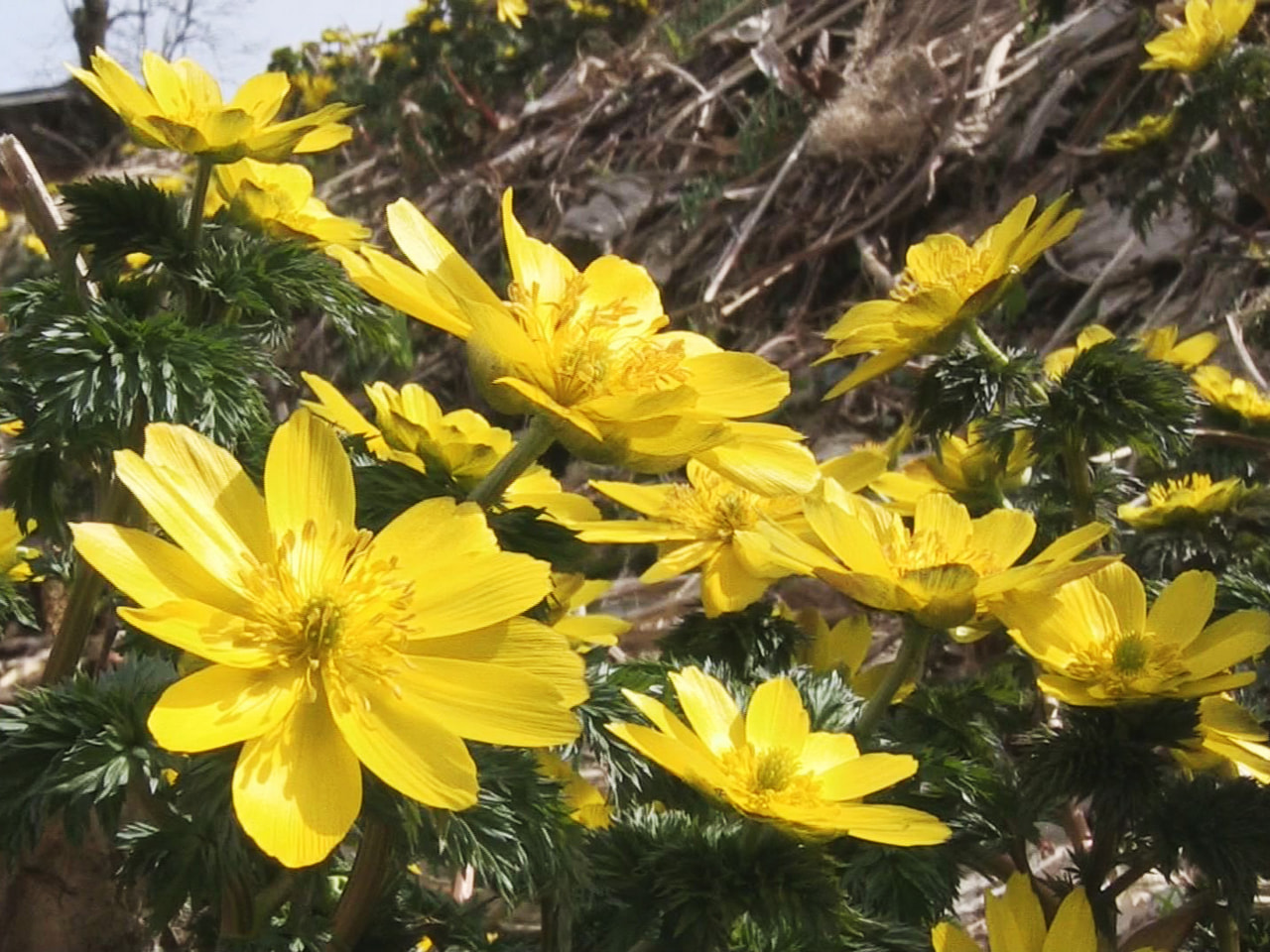 飛騨に春を告げるフクジュソウの黄色い花が、高山市の群生地で開花しました。 高山市...