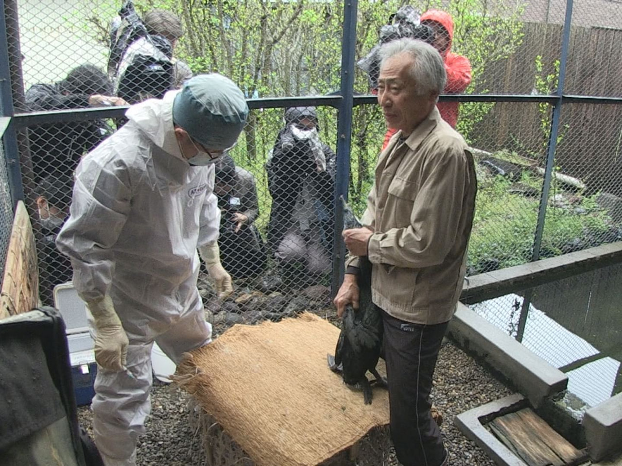 ５月１１日に開幕を迎える岐阜市の長良川鵜飼で活躍する鵜の検診が１０日、市内の鵜匠...