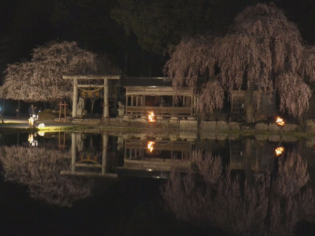 高山市でしだれ桜が見頃を迎えています。夜間にはライトアップも行われ、幻想的な光景...