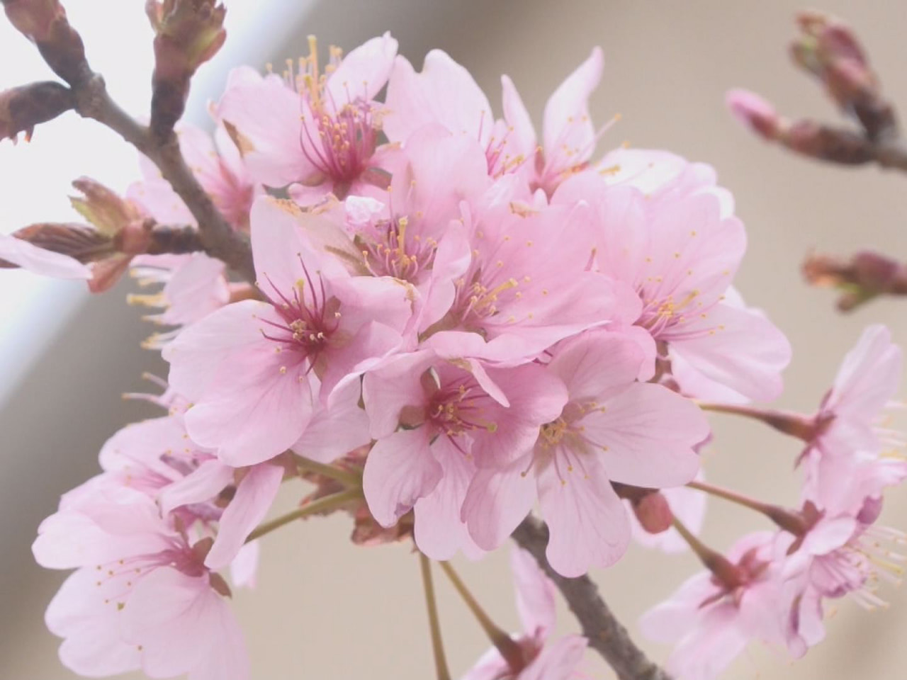 宇宙を旅した種から育った「宇宙桜」が高山市の総合博物館、光ミュージアムで見ごろを...
