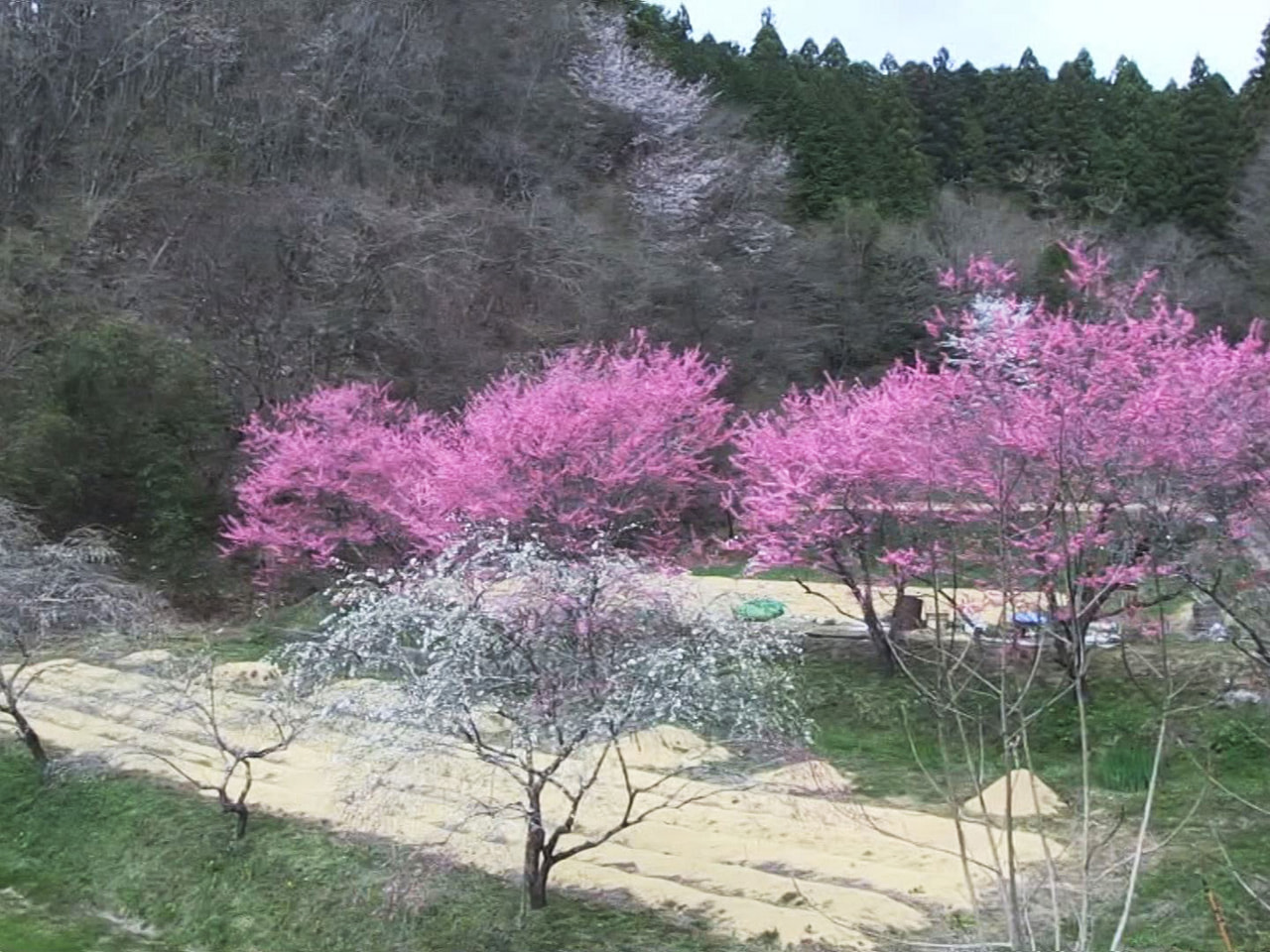 恵那市山岡町でハナモモが見ごろを迎え、ピンクや紅白の花が山里を鮮やかに彩っていま...