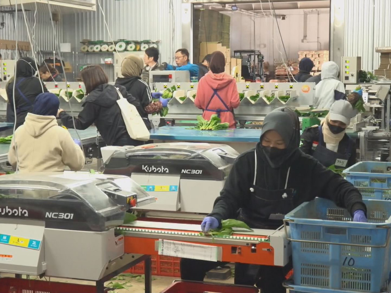ＪＡ全農岐阜が、ホウレンソウ農家の負担を軽減しようと高山市に整備した「飛騨青果物...