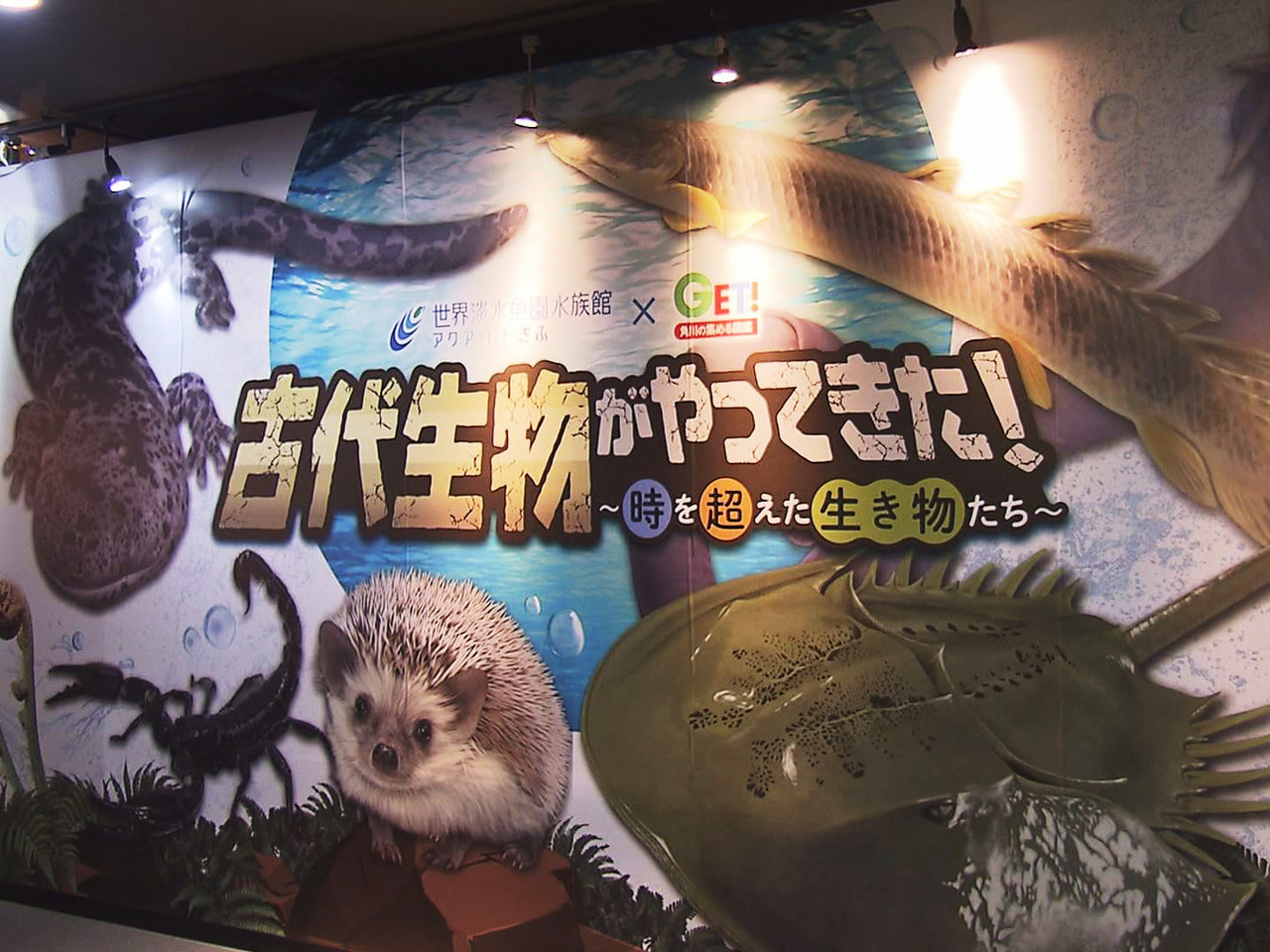 カブトガニやアンモナイトなど古代の生物を紹介した企画展が15日から、各務原市で始...