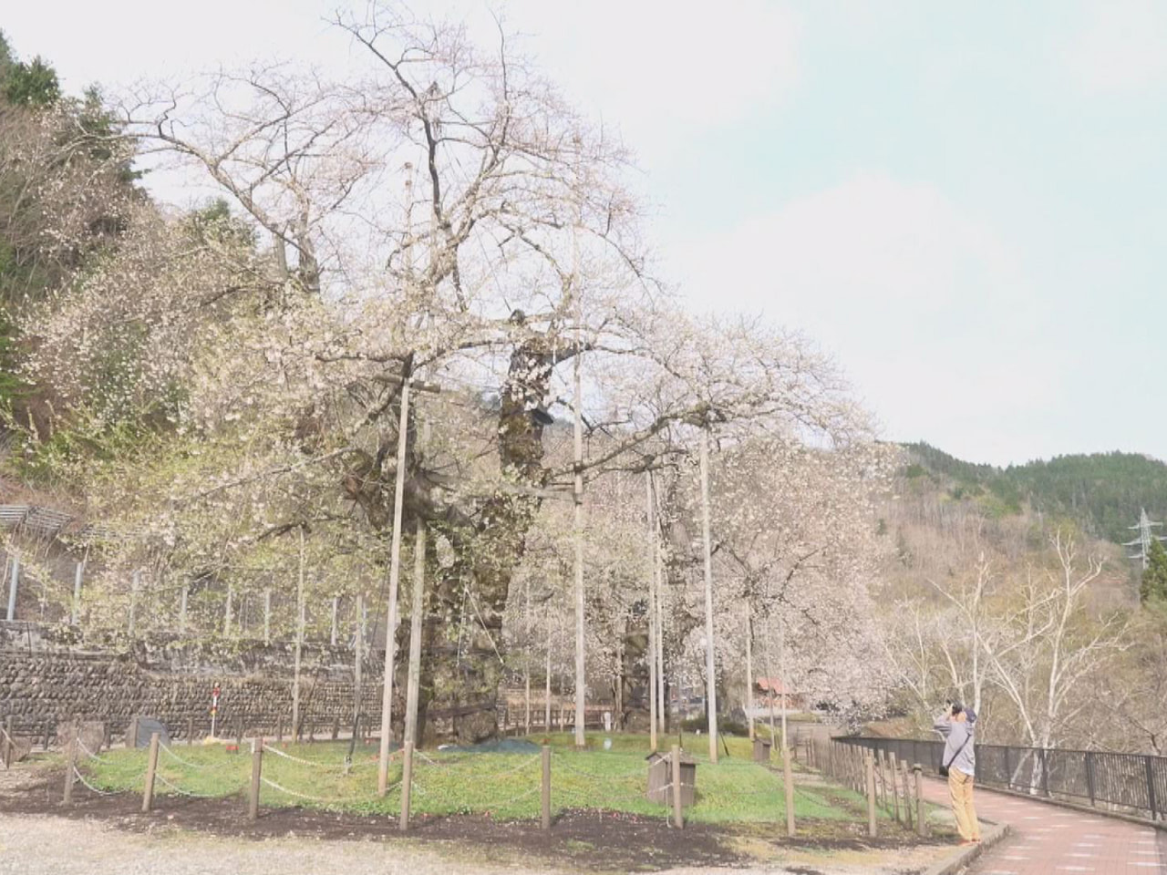 高山市荘川町の県の天然記念物に指定されている「荘川桜」が見ごろを迎えています。 ...