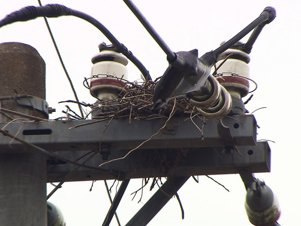 停電を引き起こす原因となる電柱に作られたカラスの巣の撤去作業が１８日、山県市内で...