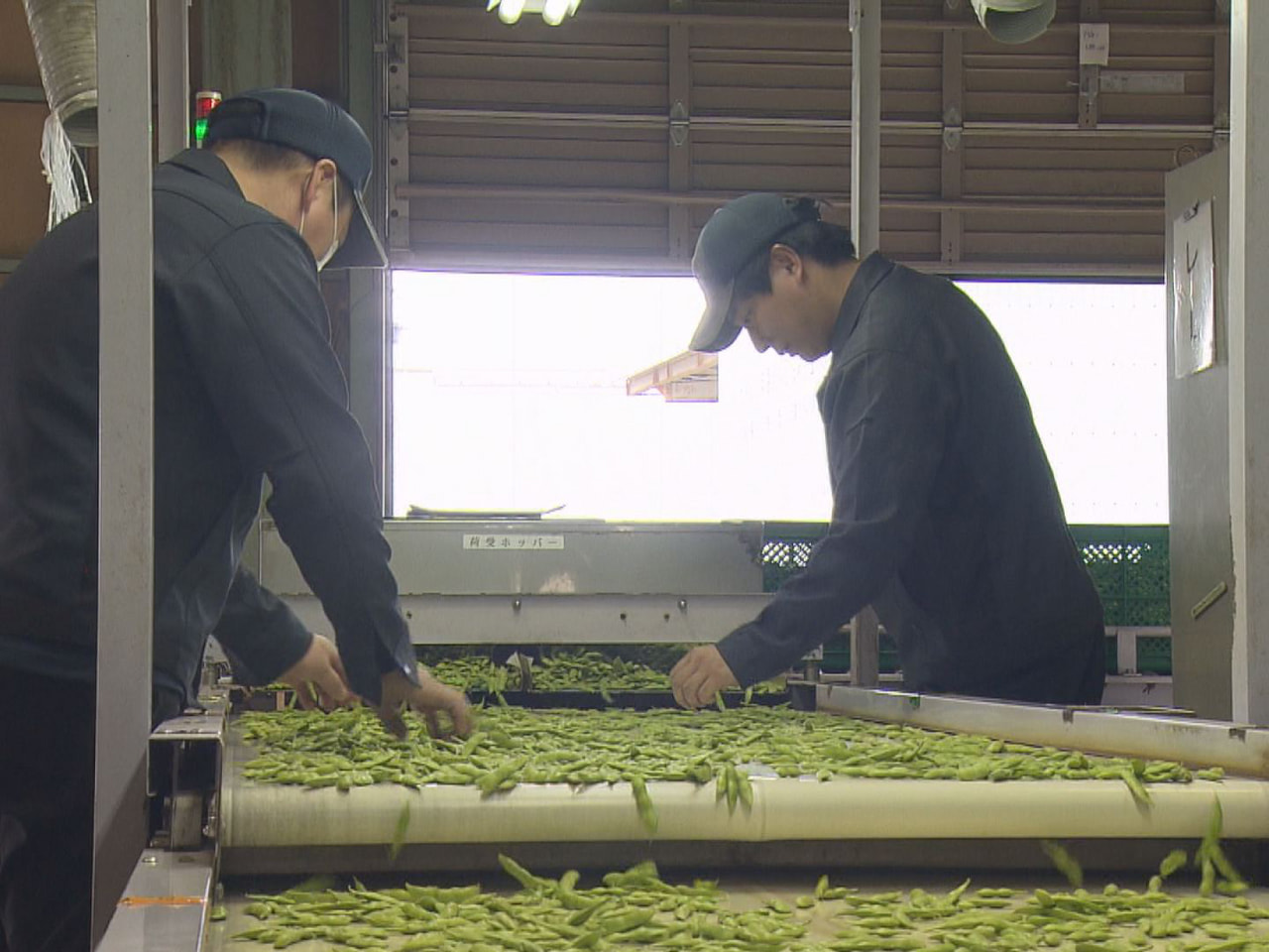 岐阜市特産の「岐阜えだまめ」の出荷が２０日から始まりました。 岐阜えだまめは、し...