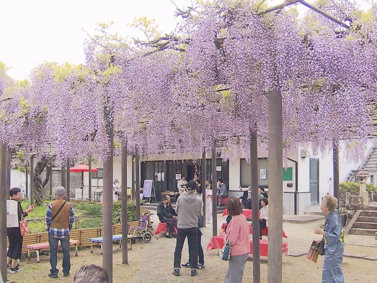 羽島市竹鼻町の竹鼻別院にある県天然記念物のフジが見ごろを迎え、多くの見物客が藤棚...