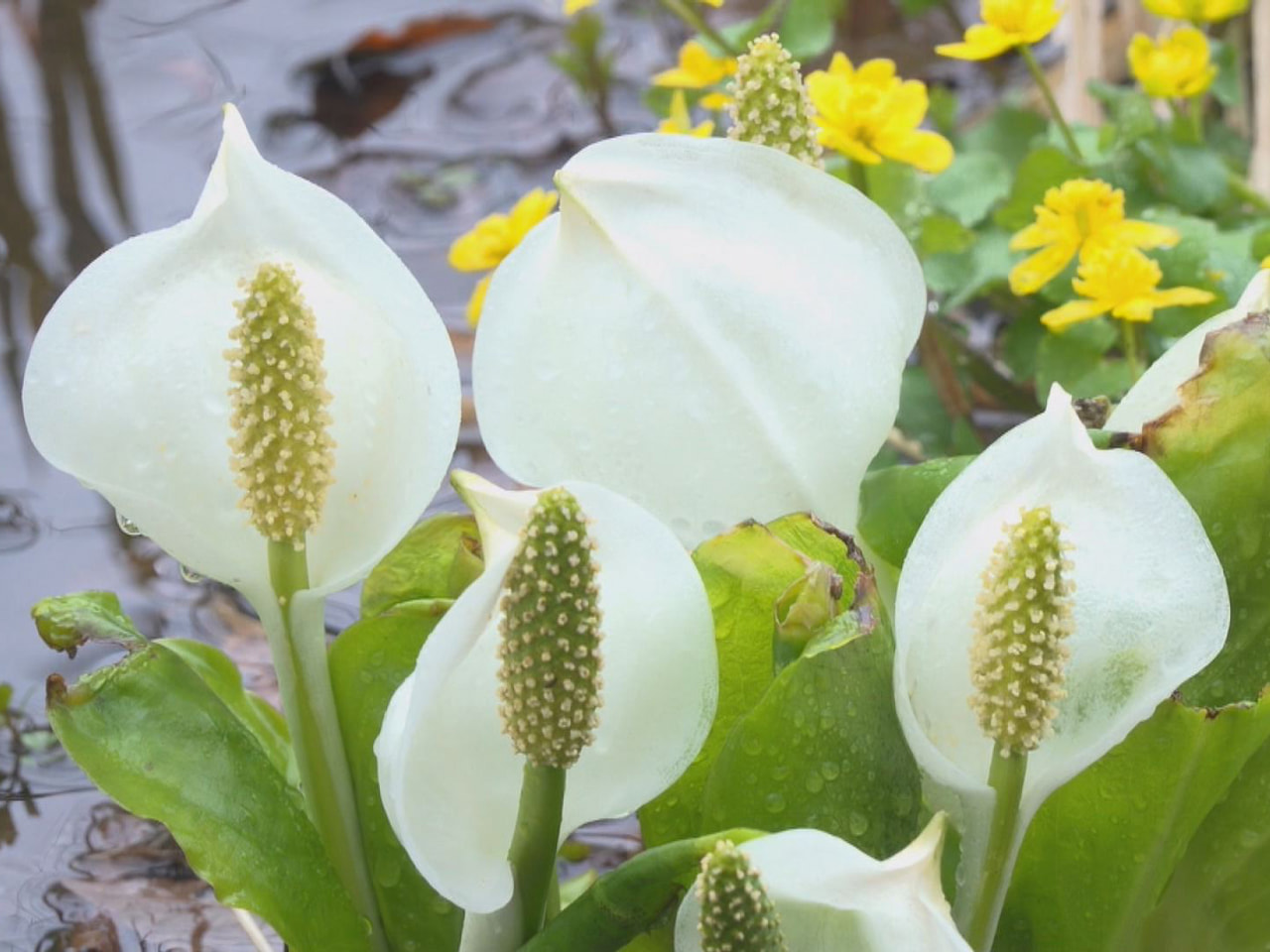 ミズバショウの群生地と知られる飛騨市の池ケ原湿原で、行楽シーズンを前に２４日、安...