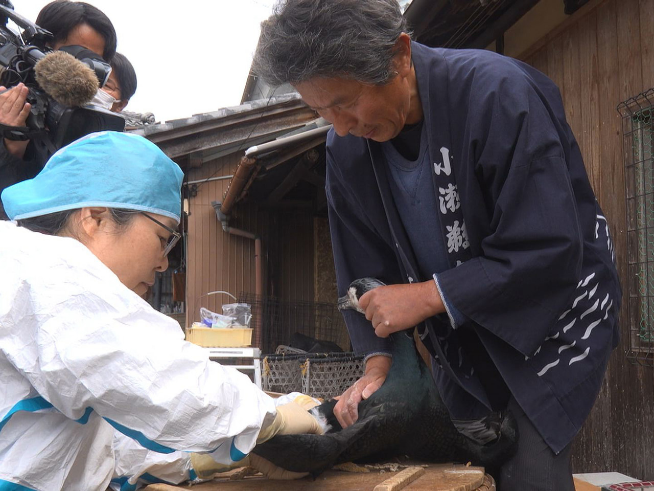 ５月１１日に開幕する関市の小瀬鵜飼を前に、鵜飼で活躍する鵜の健康状態をチェックす...