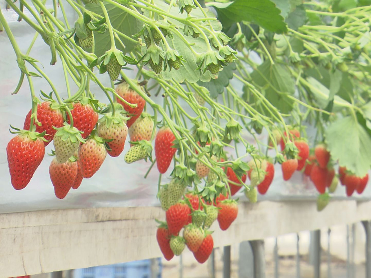 関市大杉のふる里農園美の関は、季節の野菜や果物を直売しているほか収穫体験などもで...