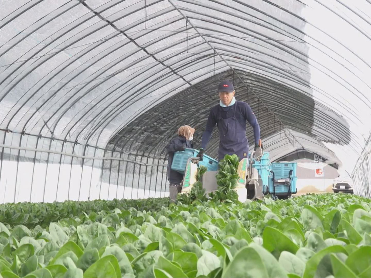 飛騨ほうれんそうの生産量拡大を目指して、ＪＡ全農岐阜が高山市内に整備した試験農場...