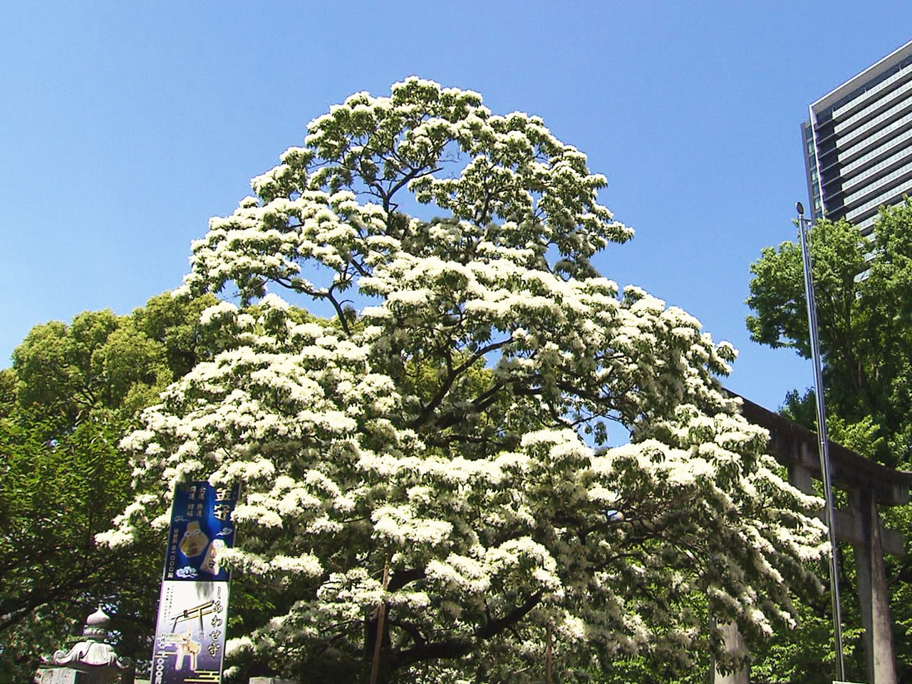 まるで雪をかぶったように白い花を咲かせるヒトツバタゴが、岐阜市の金神社で見頃を迎...