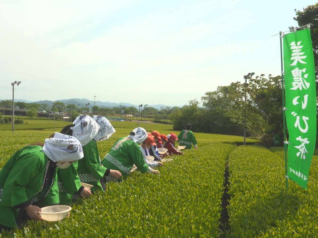 県内有数のブランド茶「美濃いび茶」の産地、揖斐郡池田町で２８日、新茶の初摘みが行...