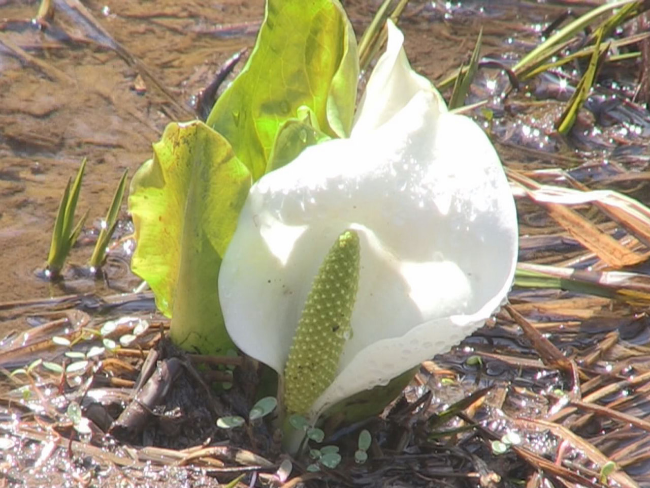 飛騨市宮川町の池ケ原湿原でミズバショウとリュウキンカの花が見頃となっています。 ...