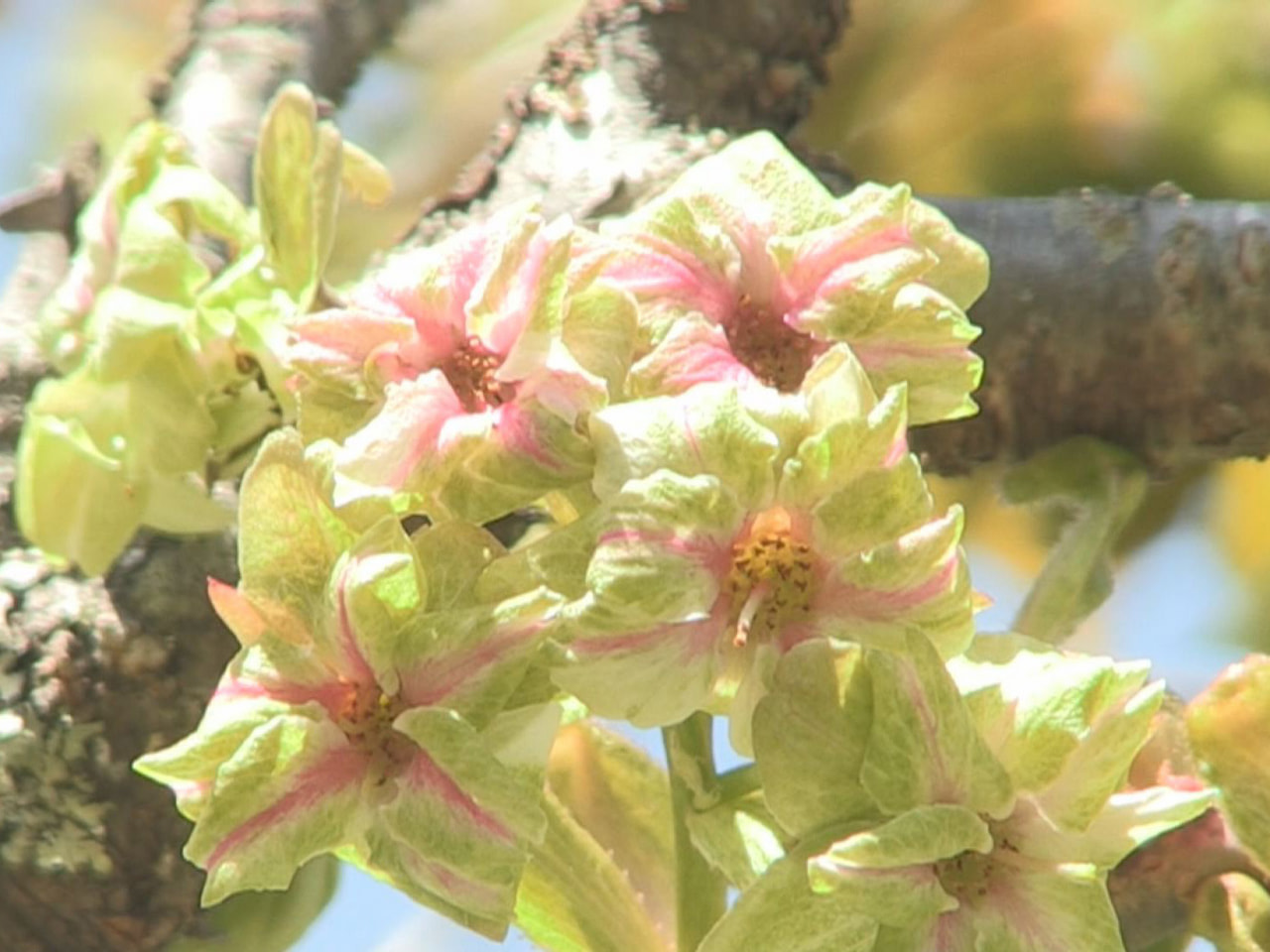 高山市の公園で、珍しい緑色の花びらを持つ桜「御衣黄」が見頃を迎えています。 「御...