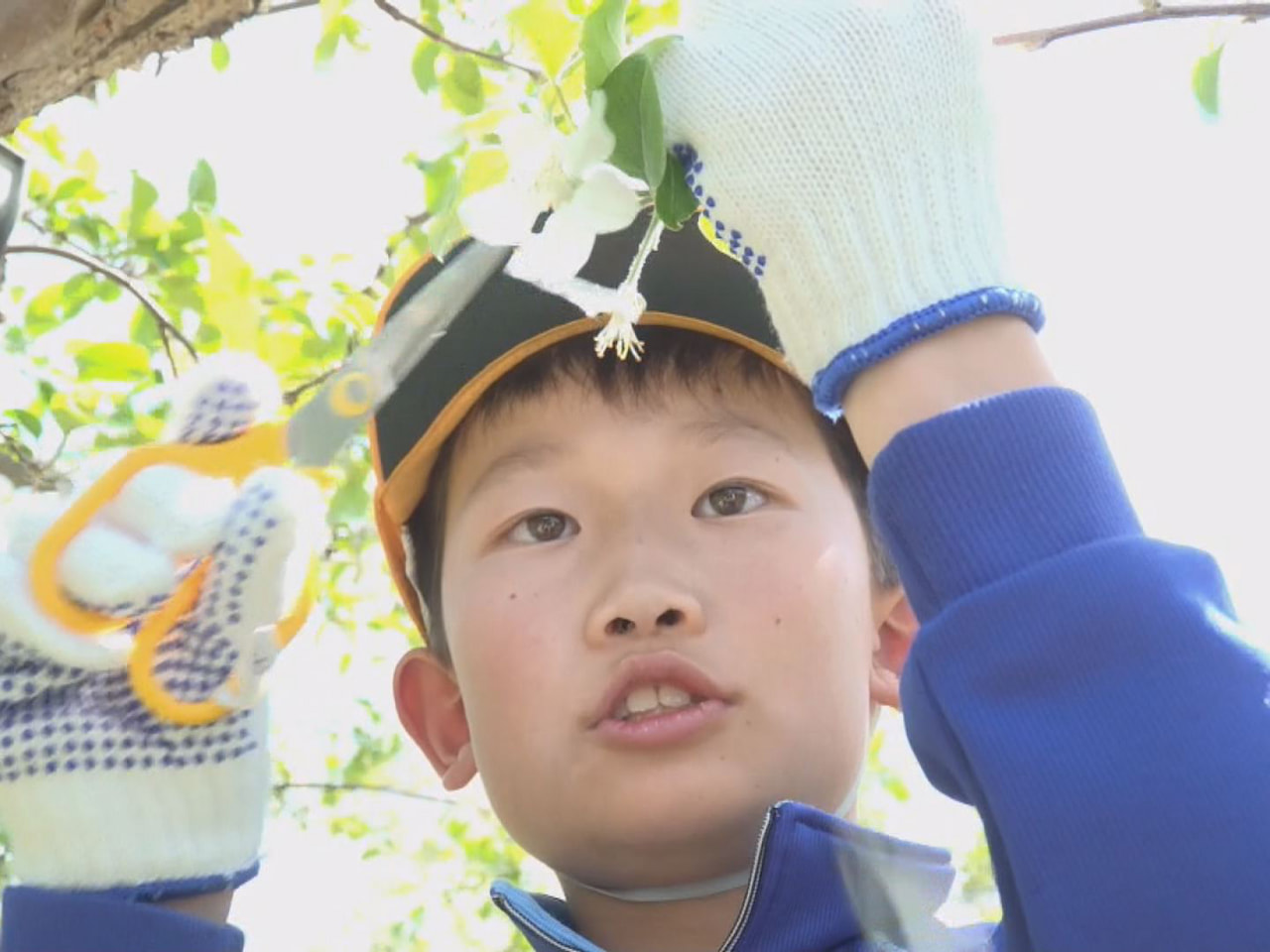 高山市の果樹園で地元の小学生がリンゴの実を大きく育てるための花の摘み取り作業を体...