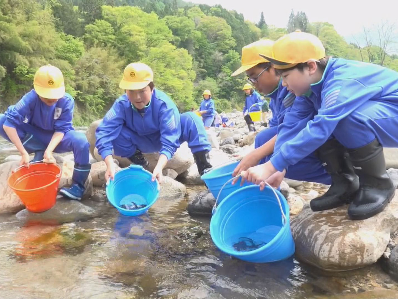 高山市の児童が郷土学習の一環で学校の近くを流れる飛騨川に稚鮎を放流しました。 こ...