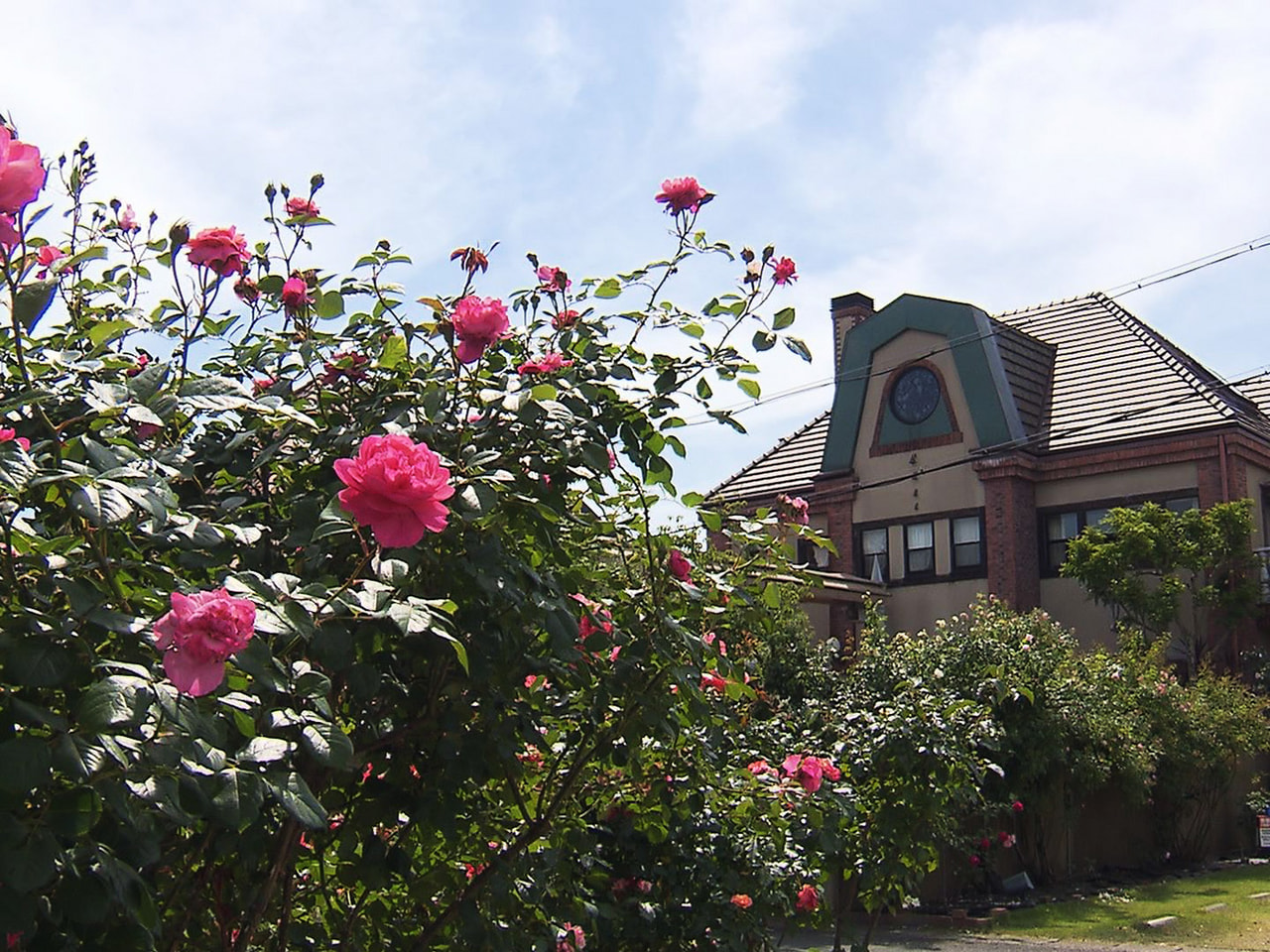 レストランや結婚式場を運営する岐阜市則武中の「薔薇舘」で、庭一面に咲くバラが見頃...