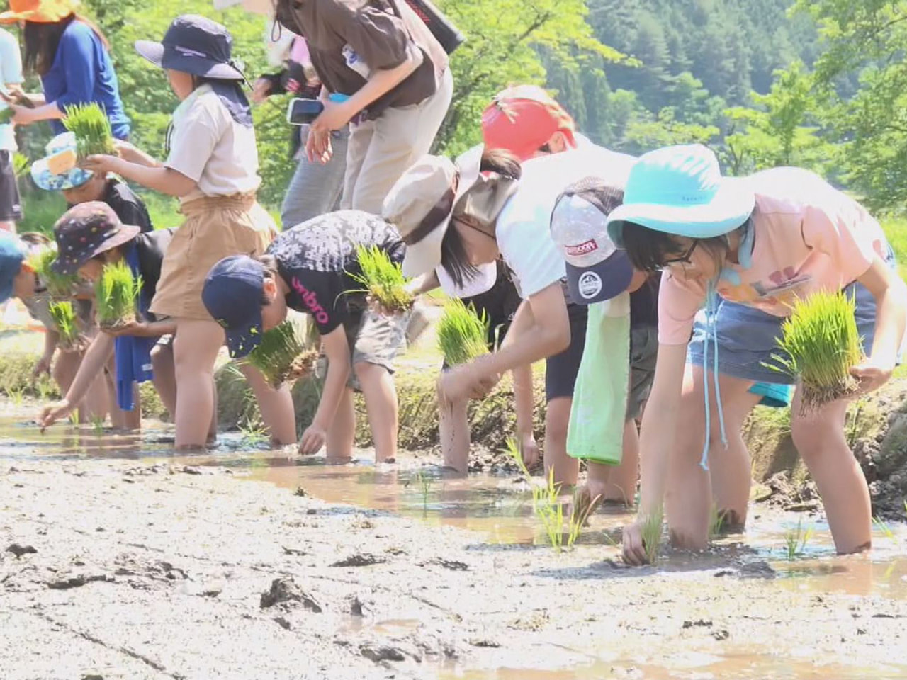 飛騨地方の児童が１年を通じて農業体験を行う高山市の荒城農業小学校で田植えが行われ...