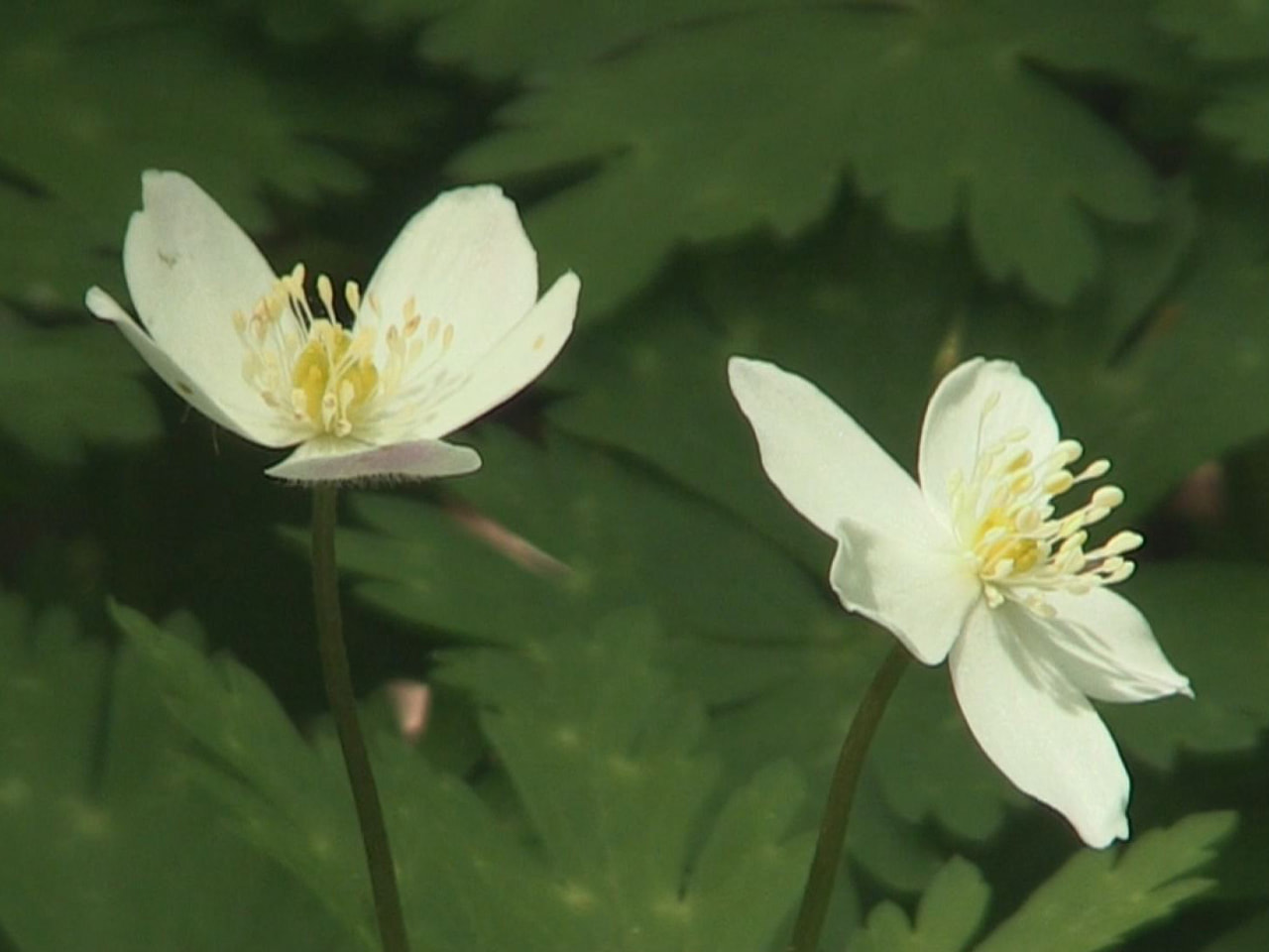 高山市奥飛騨温泉郷のキャンプ場で、春山を代表するニリンソウの花が見頃を迎え、訪れ...
