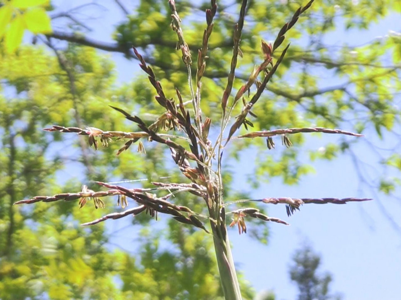 高山市奥飛騨温泉郷で、６０年に一度と咲くといわれているクマザサの花が開花しました...