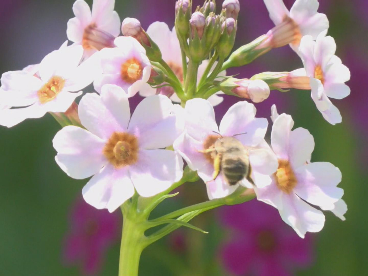 高山市の県立自然公園にある四十八滝山野草花園「花の森」で、クリンソウの色とりどり...