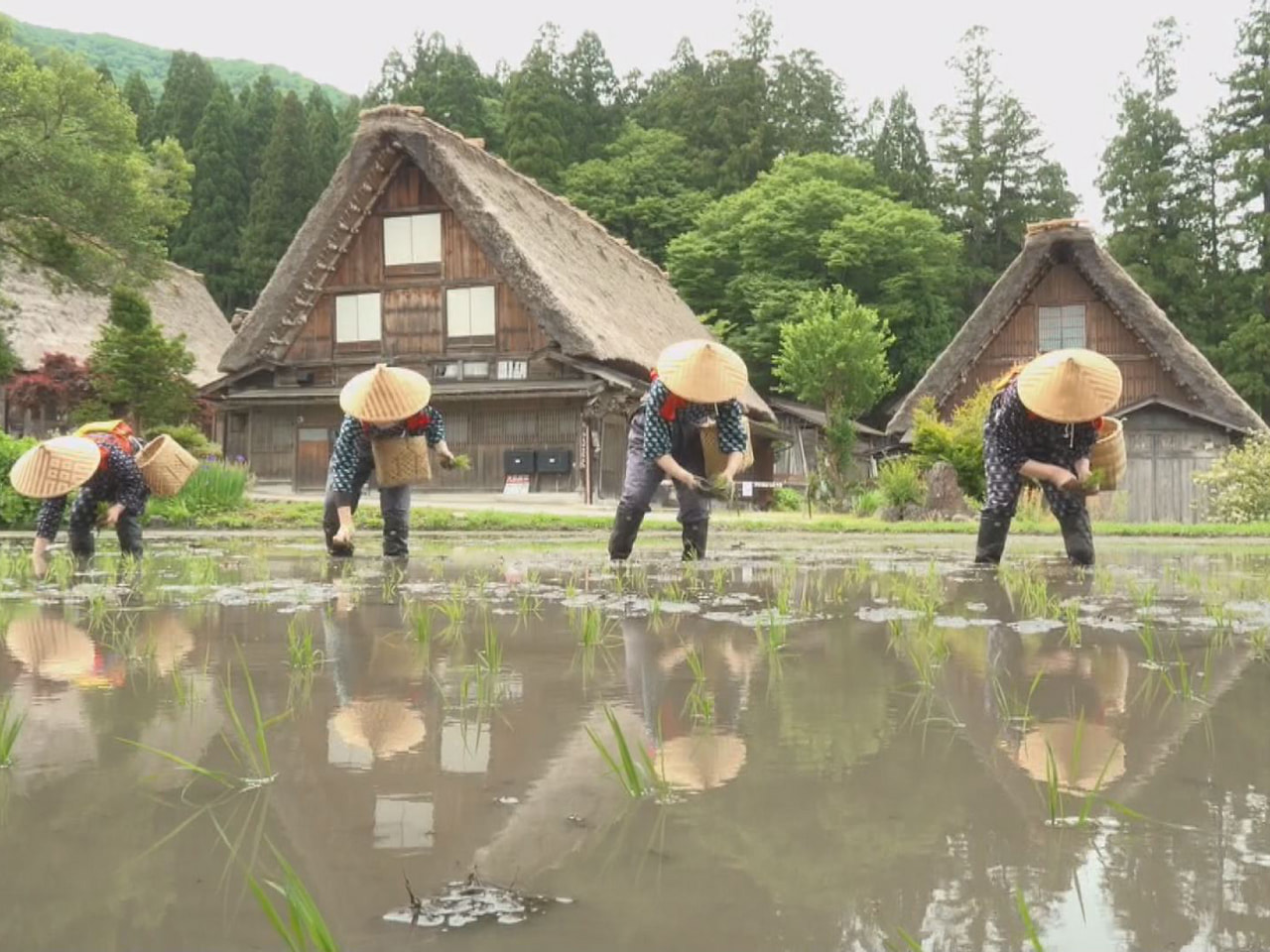 世界遺産の合掌造り集落がある大野郡白川村で２７日、恒例の「白川郷田植え祭り」が行...