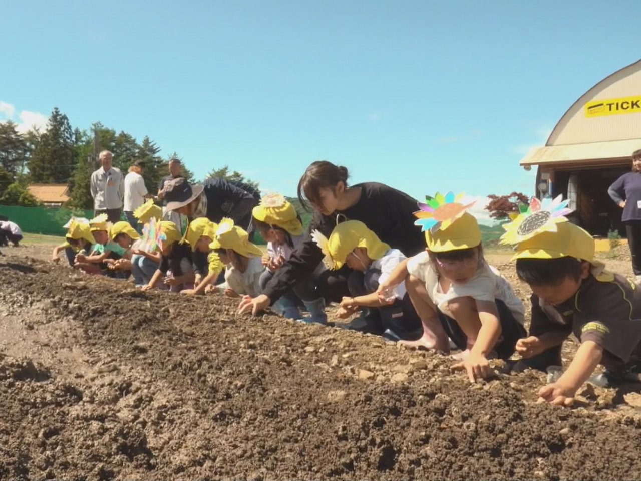 高山市のスキー場のゲレンデに、ことしも大輪のヒマワリを咲かせようと、地元の園児た...