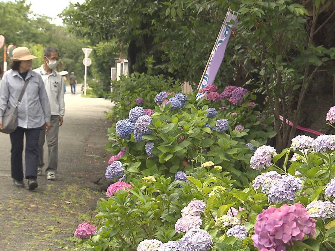 「あじさい街道」として知られる大垣市墨俣町の犀川堤でアジサイが見ごろを迎えていま...