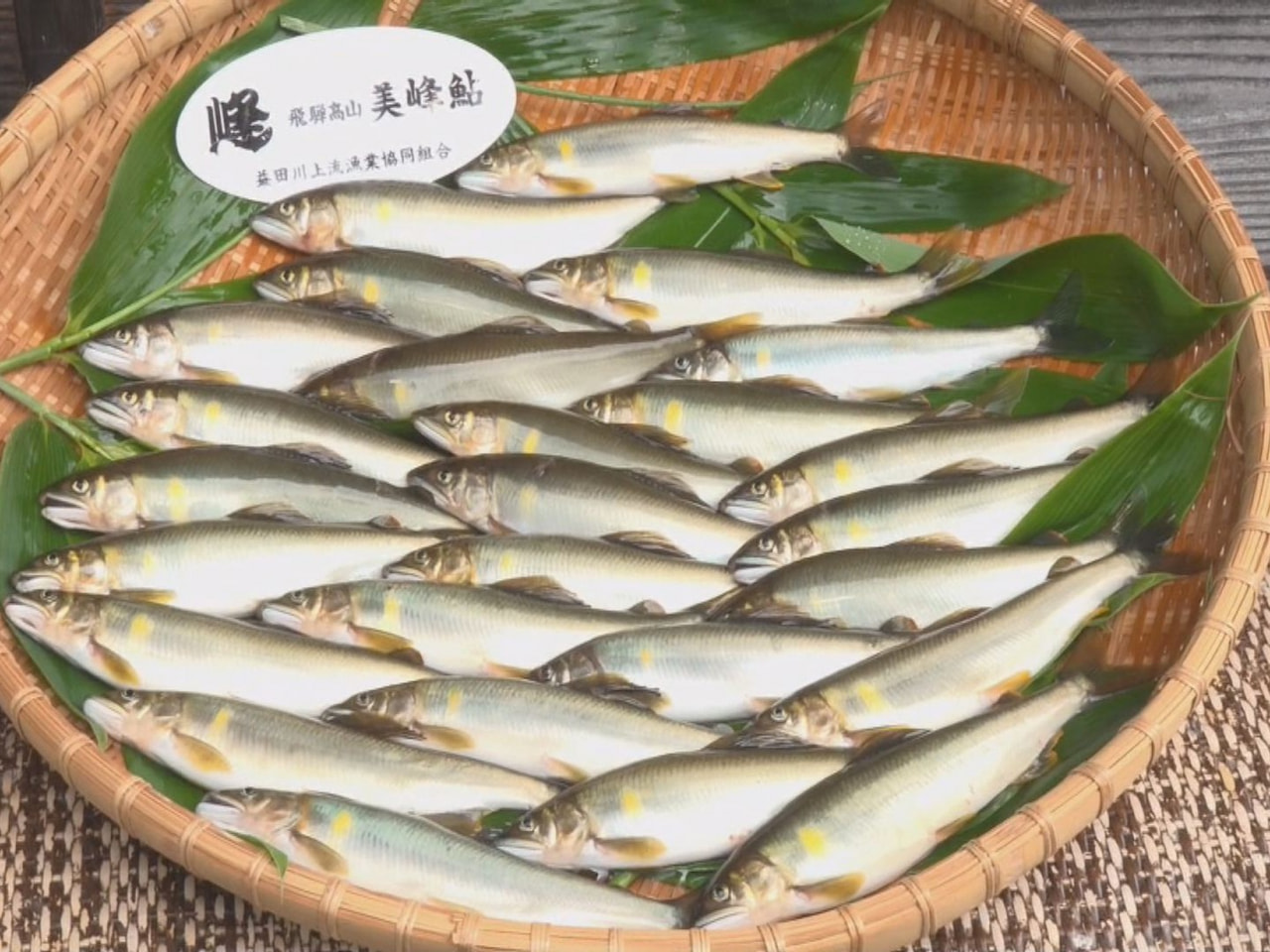 高山市を流れる飛騨川で、アユの友釣り解禁を前に生育状態を調べる「試し釣り」が行わ...