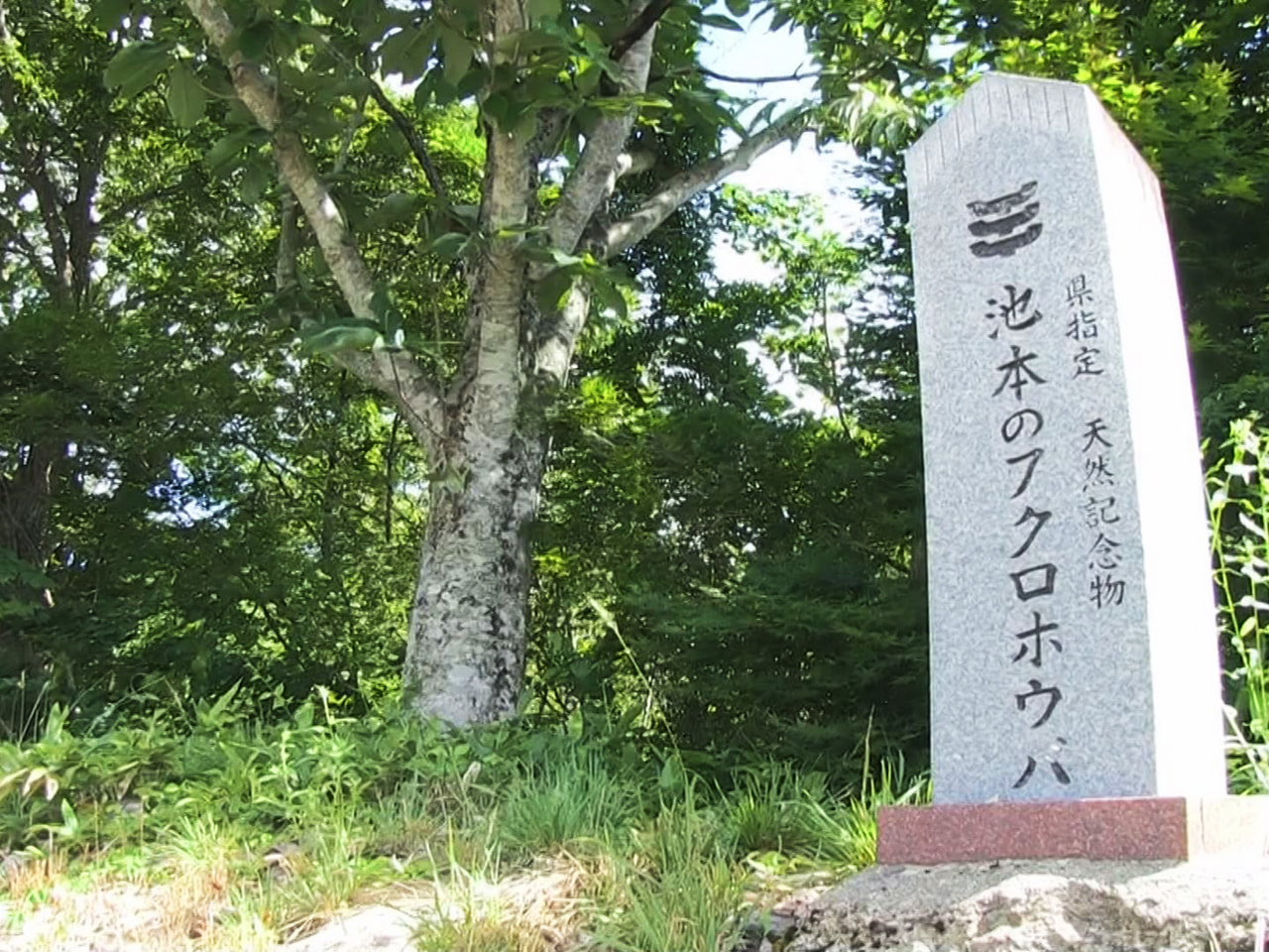 高山市清見町でホオノキに葉が釣り鐘のようになってぶら下がる「フクロホウバ」が今年...