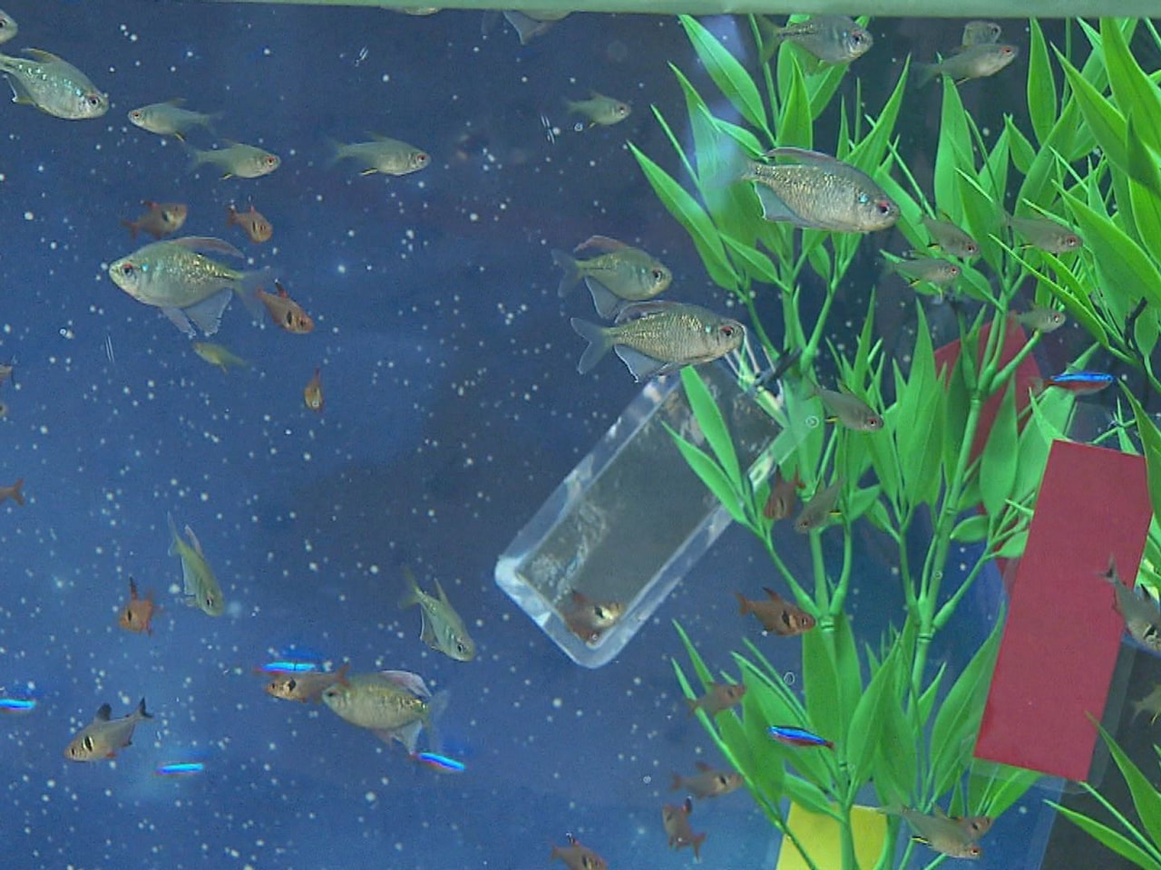 七夕を前に、各務原市の水族館で短冊をイメージした色とりどりの魚たちが訪れた人たち...